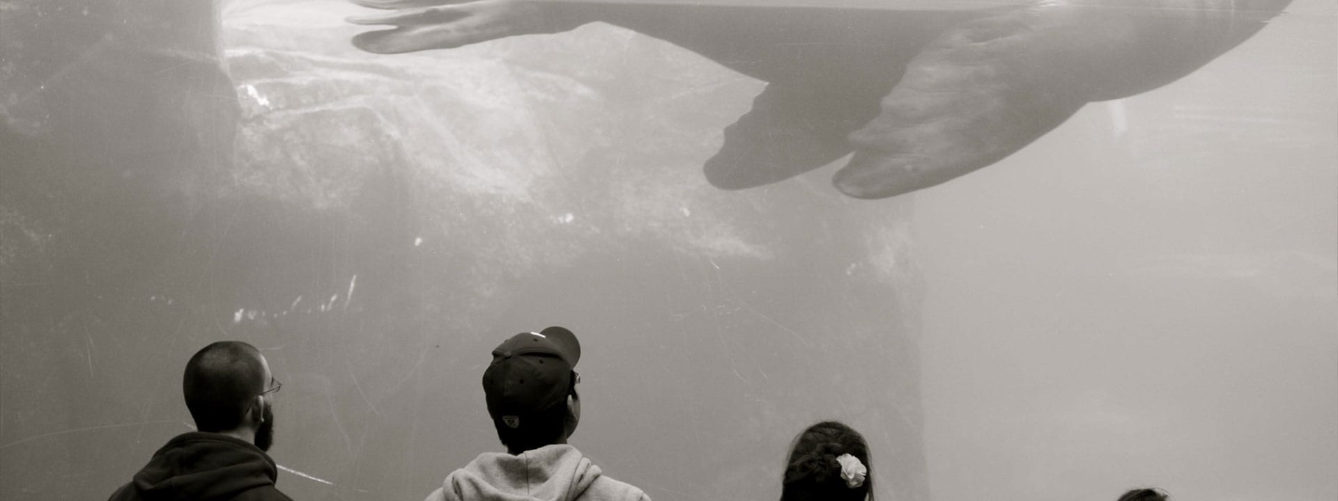 Four people looking up at a sealion swimming by inside an aquarium tank. Original photo by Valerie Thomas.