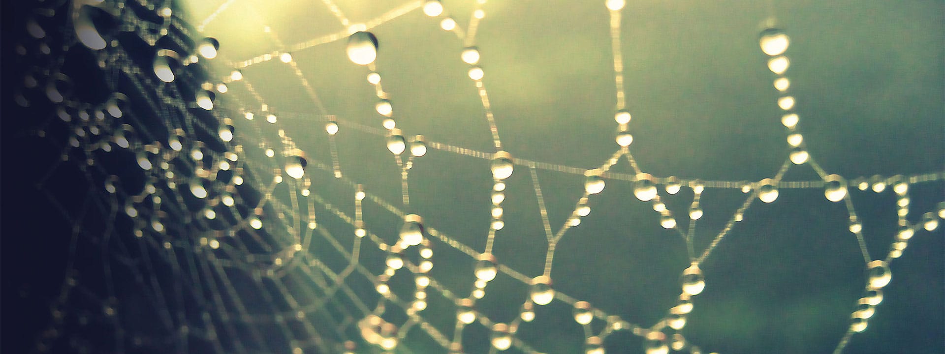 Stylized photo of a spiderweb covered in dew drops, larger version of cover image. Original photo by Wendy Green.