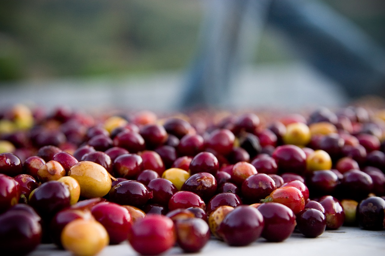 Ripened Cherry to Roasted Bean: The Story Of Coffee
